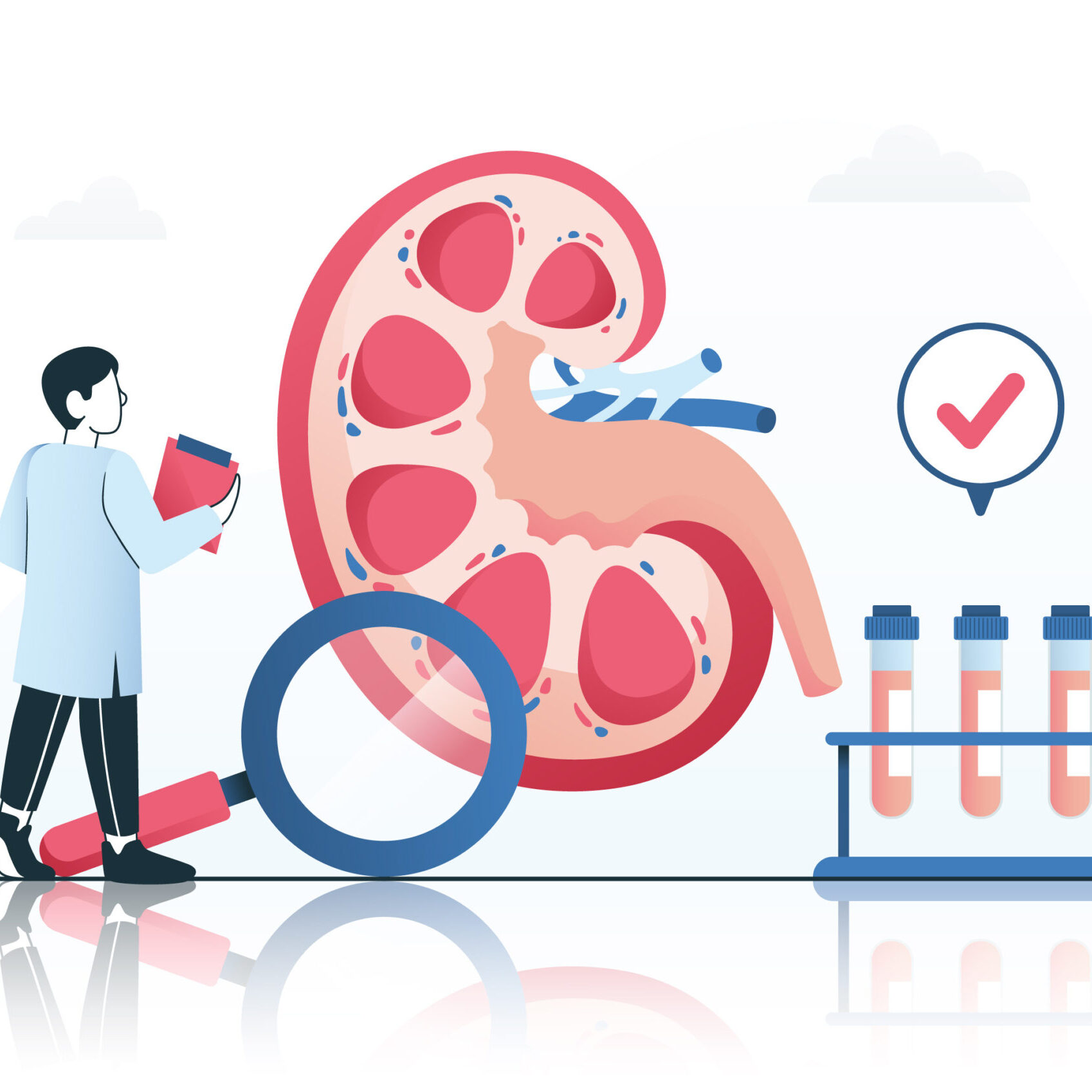 human kidneys